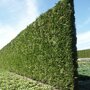 Thuja occidentalis 'Brabant'